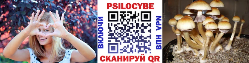 Галлюциногенные грибы Cubensis  Купить  Щигры 